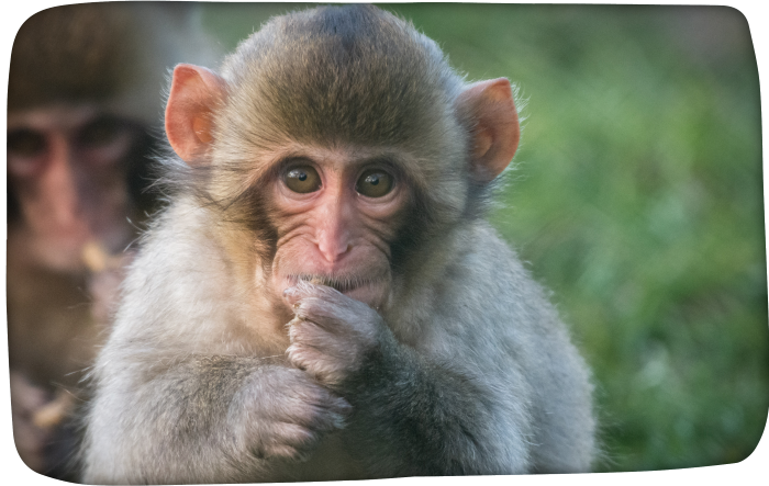 Japanese macaque with a thoughtful expression